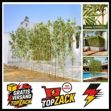 Künstliche Bambuspflanze 180cm - Naturgetreue Kunstpflanzen Groß mit echtem B...
