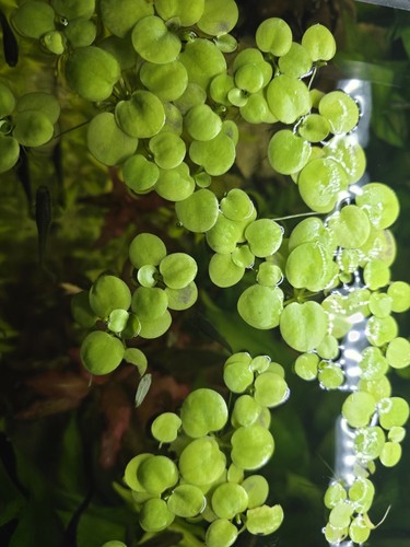 Aquarium 5x - ,