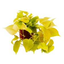 Philodendron scandens Lime -