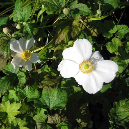 Anemone japonica hybride - japonica,