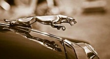 Leinwand bild jaguar - leinwand,