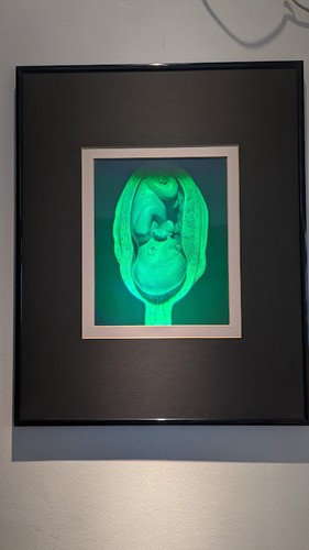 Hochwertiges hologramm - 3,