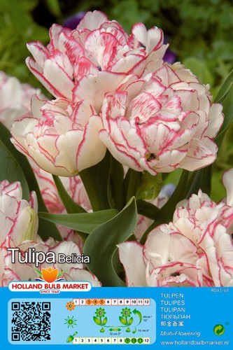 Tulpen - (◕‿◕)\@,