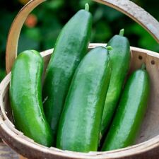 Snackgurke LA DIVA 10 Samen