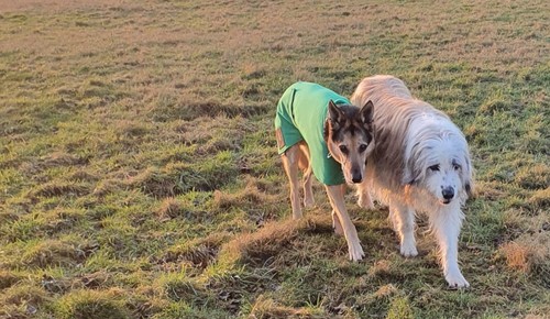 Windhundmantel von doggear - von,