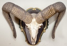 Schönes Mufflongehörn  auf Trophäenbrett Mouflon Trophy