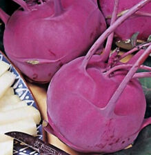 Kohlrabi Blaro – Blauer Kohlrabi Samen für Ihren Garten