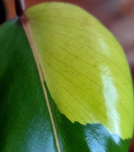 Rare philodendron strawberry - rare,