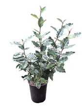 Winterharte Ölweide Elaeagnus ebbingei 'Compacta'