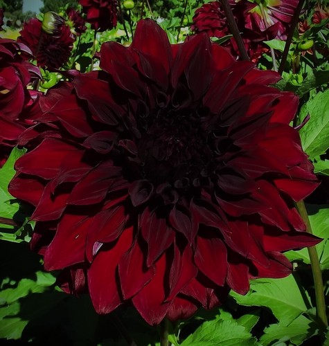 Dahlien - ,