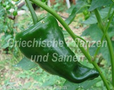 Ancho Chili der Grösste * 10 Samen * Pepperoni *aus Mexico Paprika SEHR SELTEN