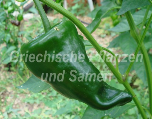 Ancho chili der grösste - ancho,