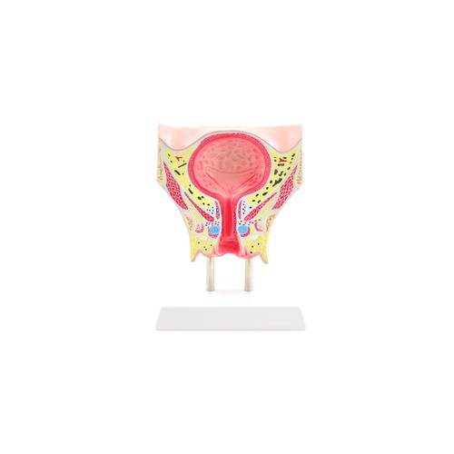 Anatomisches modell der - anatomisches,