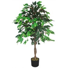 Ficus benjamin birkenfeige - ficus,