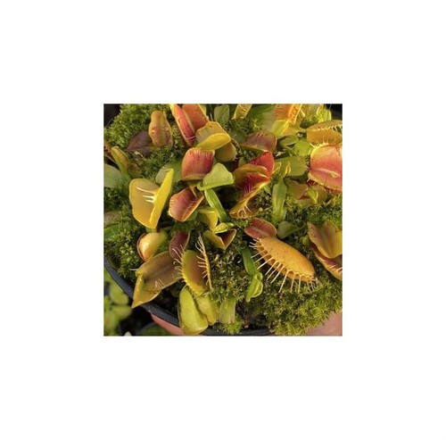 Dionaea muscipula fondue - 2x,