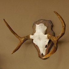 Elchgeweih kleines Elch Geweih