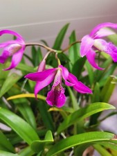 Orchidee Schombocattleya – Große Pflanze, 10-12 Bulben, duftend!