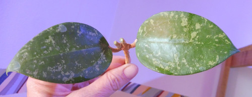 Kräftiger ableger hoya - 🌷kräftiger, ableger🌷hoya