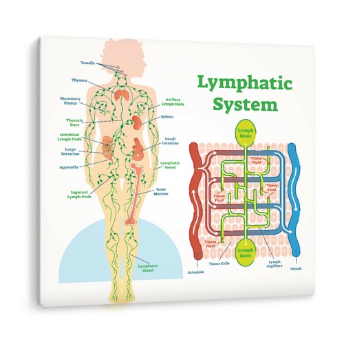 Lymphsystem anatomisches