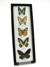 5 echte präparierte