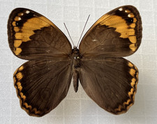 *** Schmetterling - Opoptera