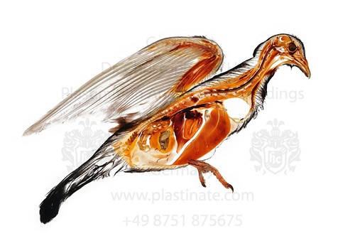 Anatomie der taube plastinat - taube,