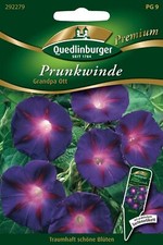 Prunk-Winde Grandpa Ott Samen