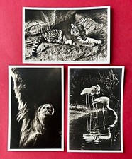 3 x Foto AK HAMBURG Stellingen um 1930 Carl Hagenbecks Tierpark Tiger  ( 136256