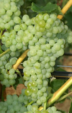 Tafeltraube  Steckling Sorte New York, Lakemont 