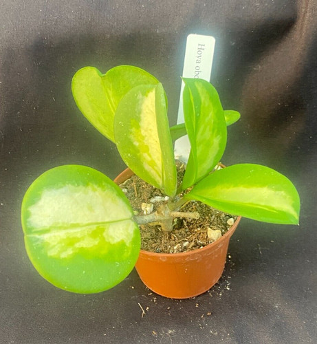 Hoya obovata picta - hoya, thick