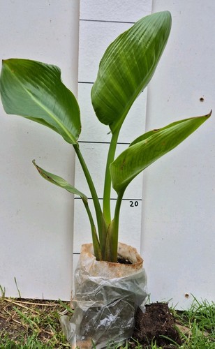 Strelitzia nicolai - strelitzia,