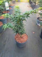 Acer palmatum Mikawa Yatsubusa, Bonsaiahorn, 50-60cm, Zwergahorn, Japanahorn