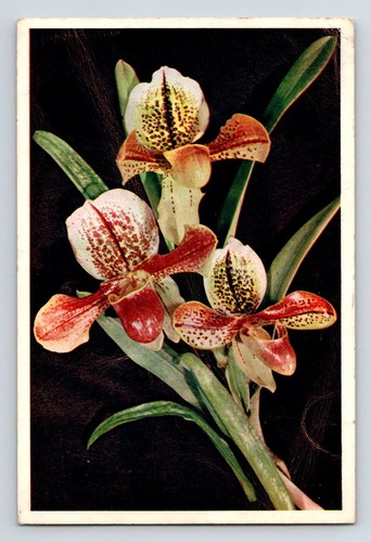 Blumen pflanzen damen - blumen, &