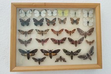 Schmetterlinge im Schaukasten
