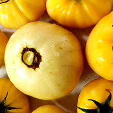 TOMATE "yellow sun"  gelbe große Fleischtomate ,fleischig, süß, saftig,
