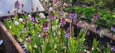Purpur knabenkraut orchis - purpur-knabenkraut,