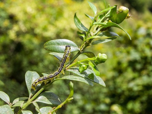 Biologischer buchsbaum schutz - biologischer, buchsbaum-schutz