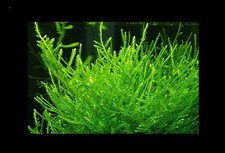 Javamoos, Taxiphyllum sp. barbieri für Aquarien, Paludarien inkl. Heatpack