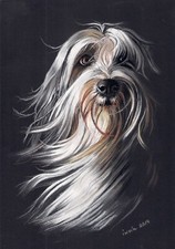 BEARDED   COLLIE    *   A4  LIMITED   PRINT #  1