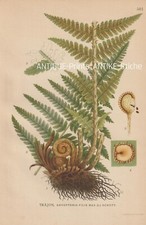 Wurmfarn (Dryopteris filix-mas Farn antike CHROMO-LITHOGRAPHIE von 1922 Lindman