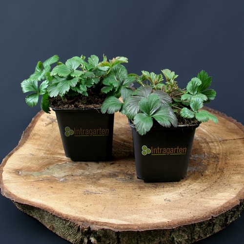 Golderdbeere waldsteinia - golderdbeere,