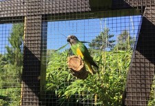 SITZSTANGE für Vogelkäfig