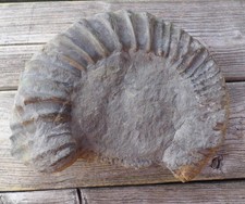 großer schwerer Ammonit -