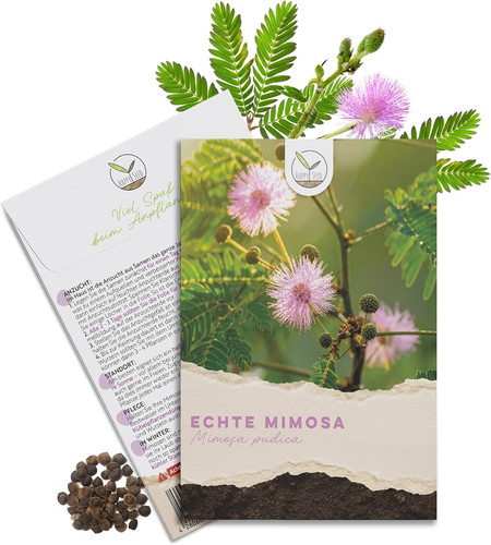 Echte mimose samen - echte, (mimosa