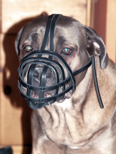 Licht leder hundemaulkorb pit - licht,