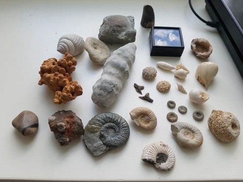 Fossilien sammlung konvolut - sammlung,,