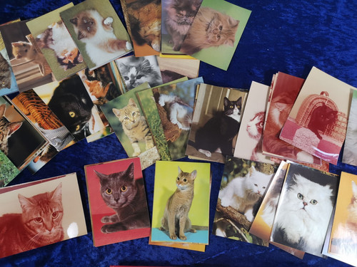 115 karten postkarten katzen - karten,