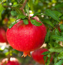 Granatapfel `Crimson Sky´ , Punica granatum, 30-60cm im 3,5 Liter Topf