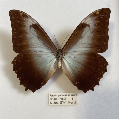 Entomologie morpho perseus - entomologie*morpho, sp