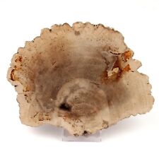 versteinertes Holz Ø 168 mm Scheibe Platte ca. 589 g / Fundort Indonesien 54